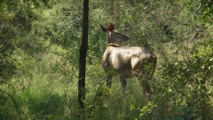 女kudu的照片