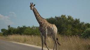 长颈鹿穿越马路