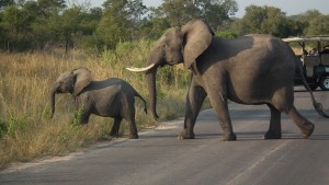 母亲和婴儿大象过马路