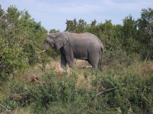 公象吃树叶