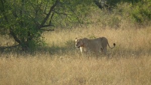母狮和她的幼崽在高大的草丛中