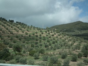 我的“波点田野”其实是西班牙的橄榄园