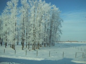 阿尔伯塔省中部的冬天