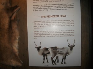 冰岛展示的野生驯鹿