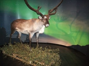 冰岛展览的野生驯鹿，雷克雅未克